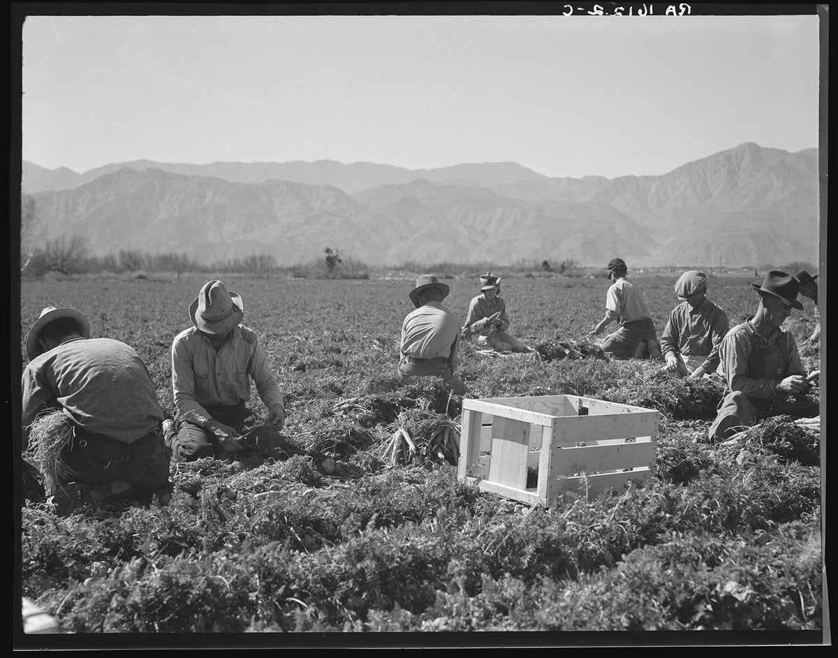 Workers from Texas, Oklahoma, Missouri, Arkansas and Mexico harvest carrots in California in 1937