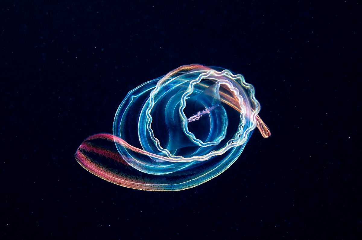 Venus’s girdle, a species of comb jelly, or ctenophore.