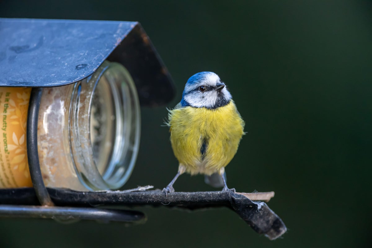 Blue Tit on bird feeder.