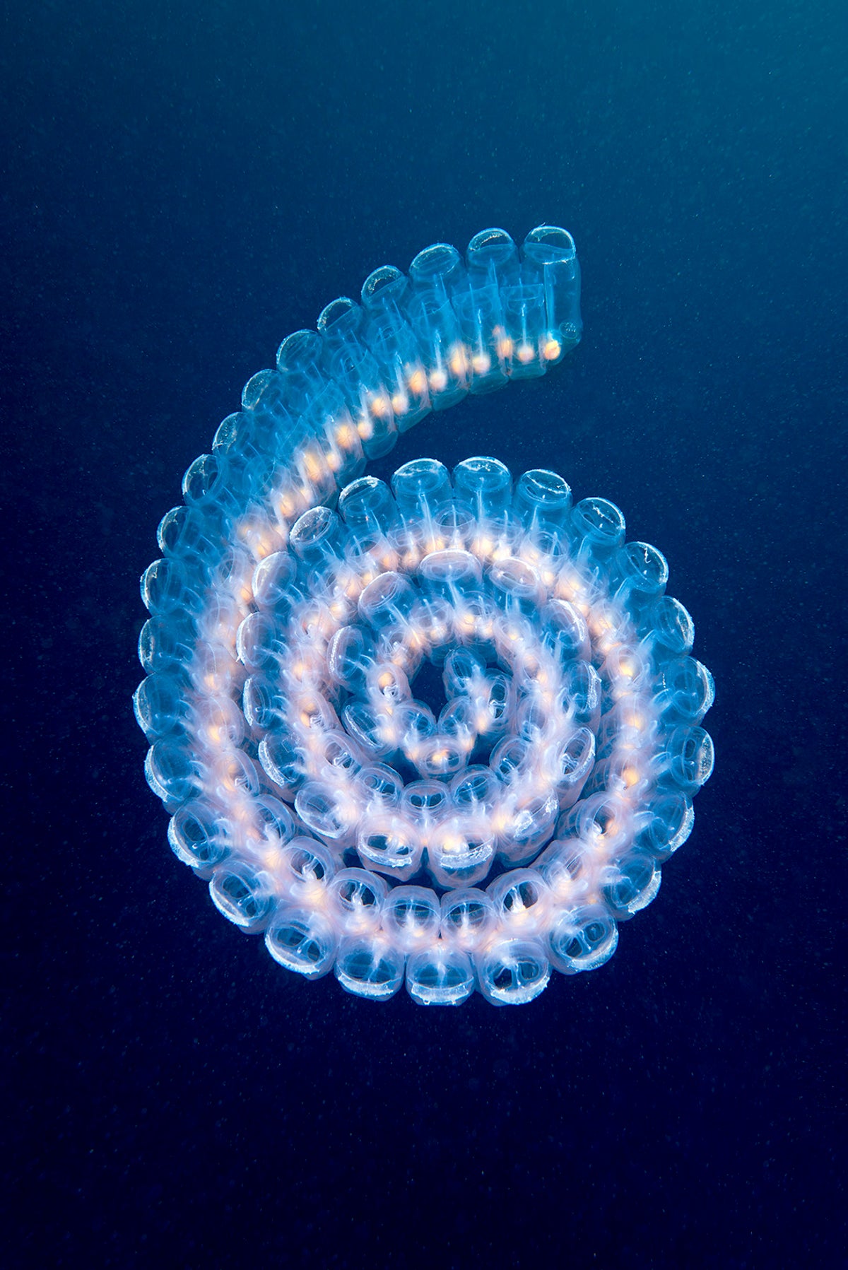 A salp spiral pictured from above