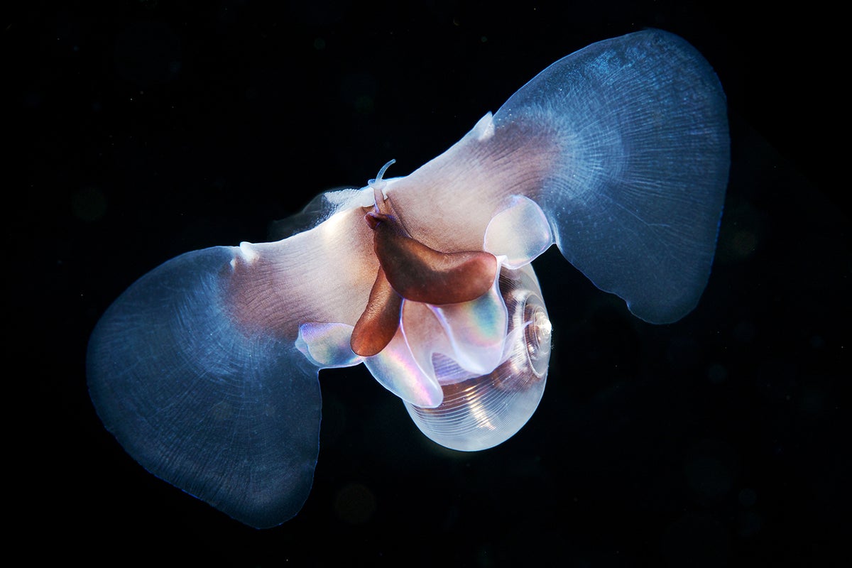 A sea butterfly in the Sea of Japan