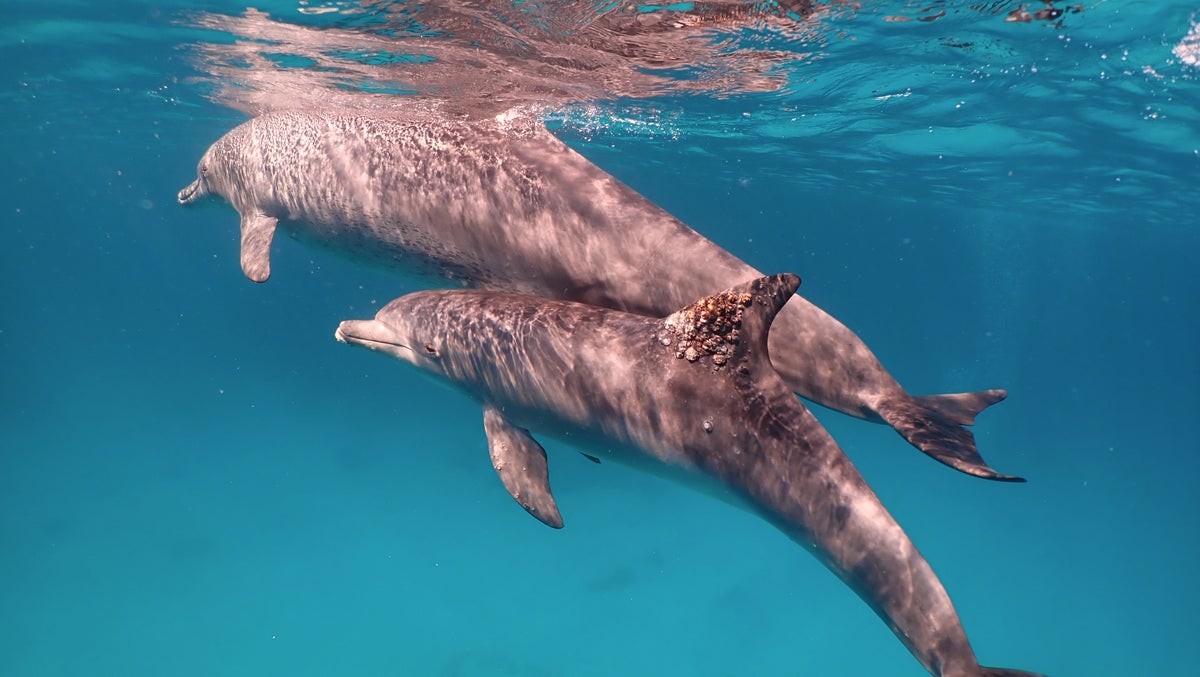 A dolphin with a fungal infection on its dorsal fin.