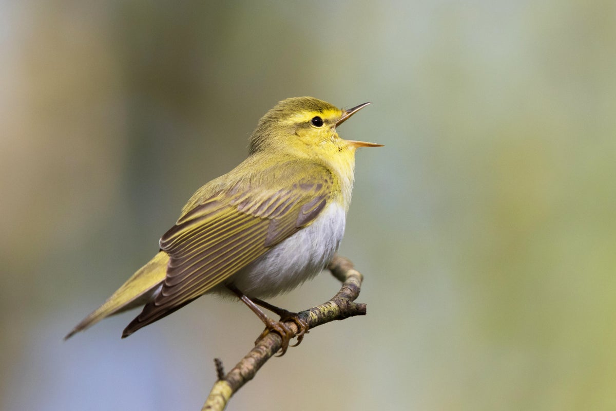 Wood Warbler.