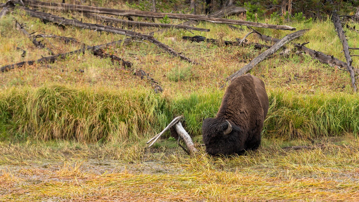 A large bison stands up to it's neck in marsh, drinking in Yellowstone National Park