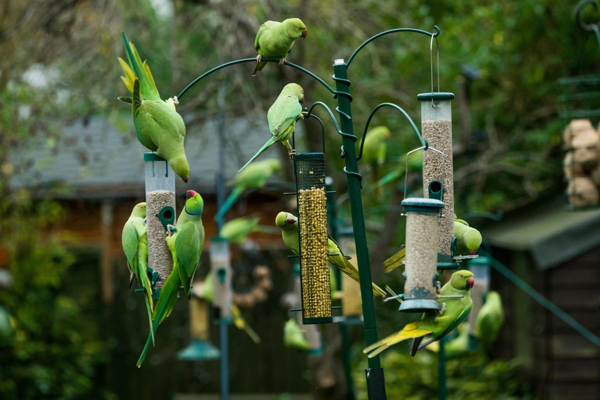 Ring-necked Parakeets on bird feeders.