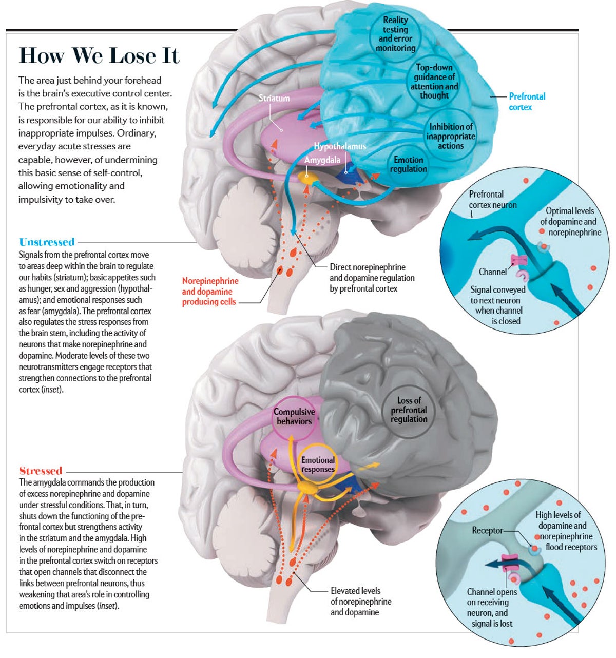 What happens in the brain when people make mu