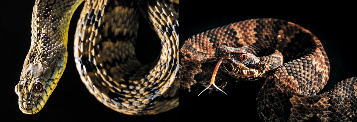 Close-up of brown-and-black-striped snake with brown, yellow greenish head and brown eyes, shown against a black background (left). Brown-and-black-striped snake with orange-red eyes and orange-red forked tongue displayed, shown against a black background (right).
