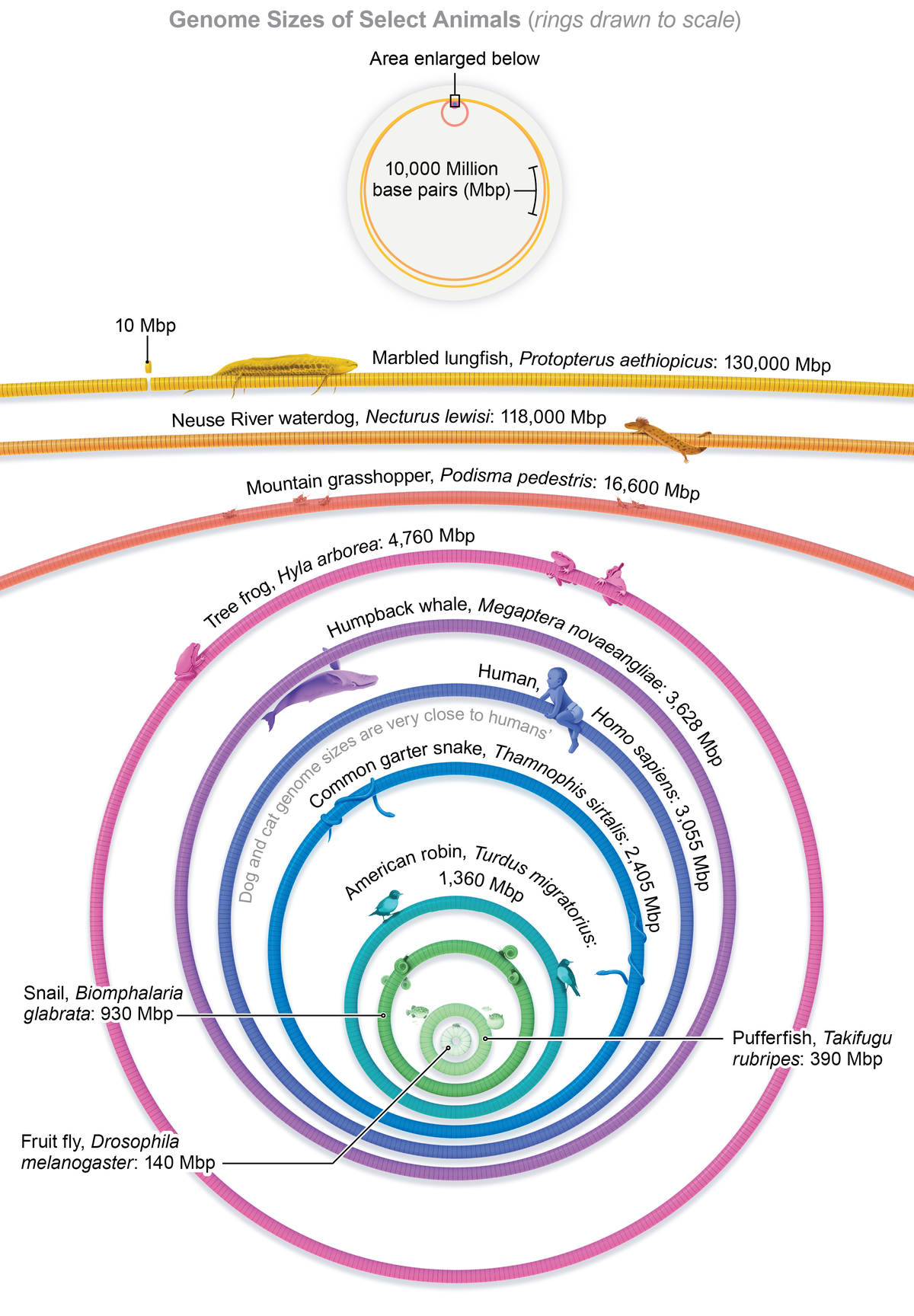 Rings represent genome length for 11 species, from fruit fly (140 Million base pairs) to marbled lungfish (130,000 Mbp).