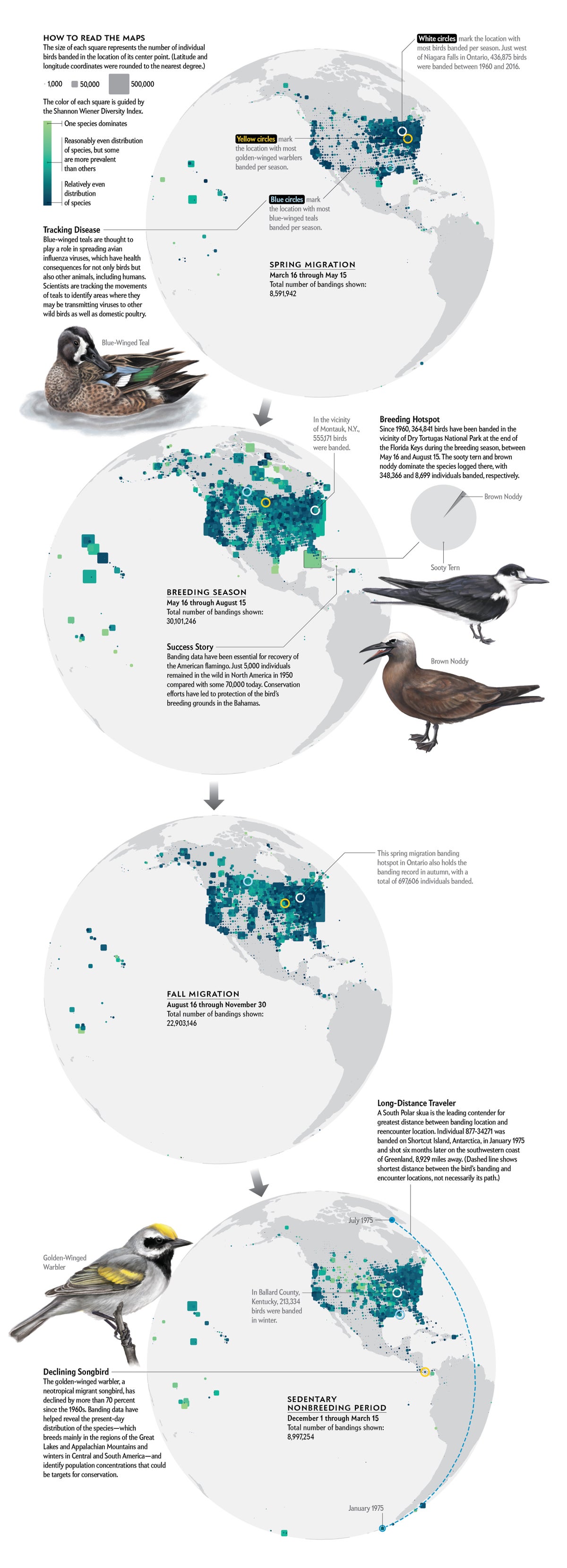 Four maps highlight diversity of species and number of birds banded by location in North America during each season