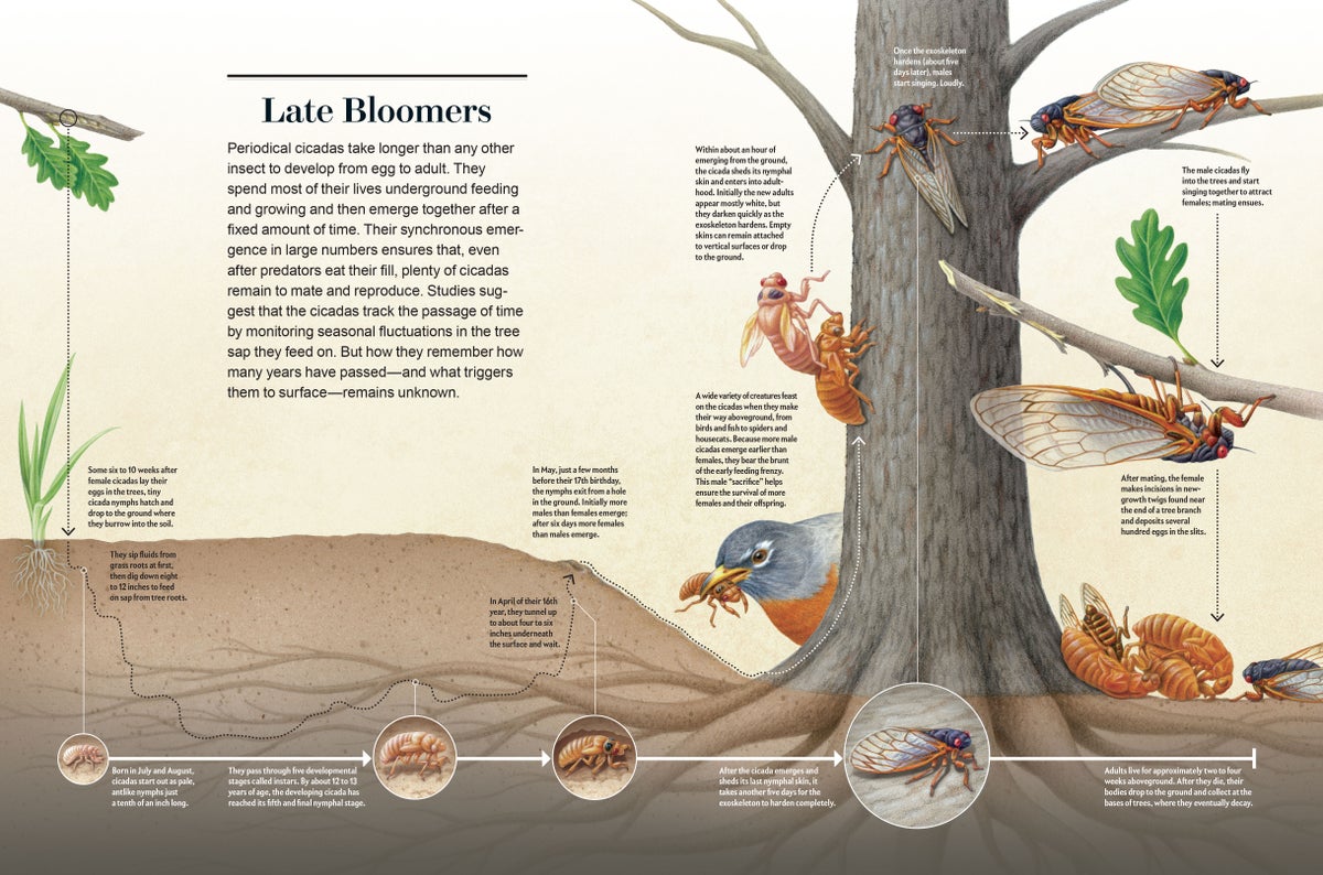 Graphic shows the life cycle of a 17-year cicada.