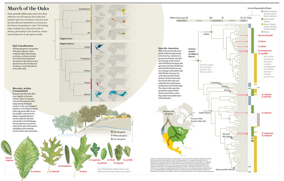 Maps family tree and elevation diagram show how oak trees have diversified