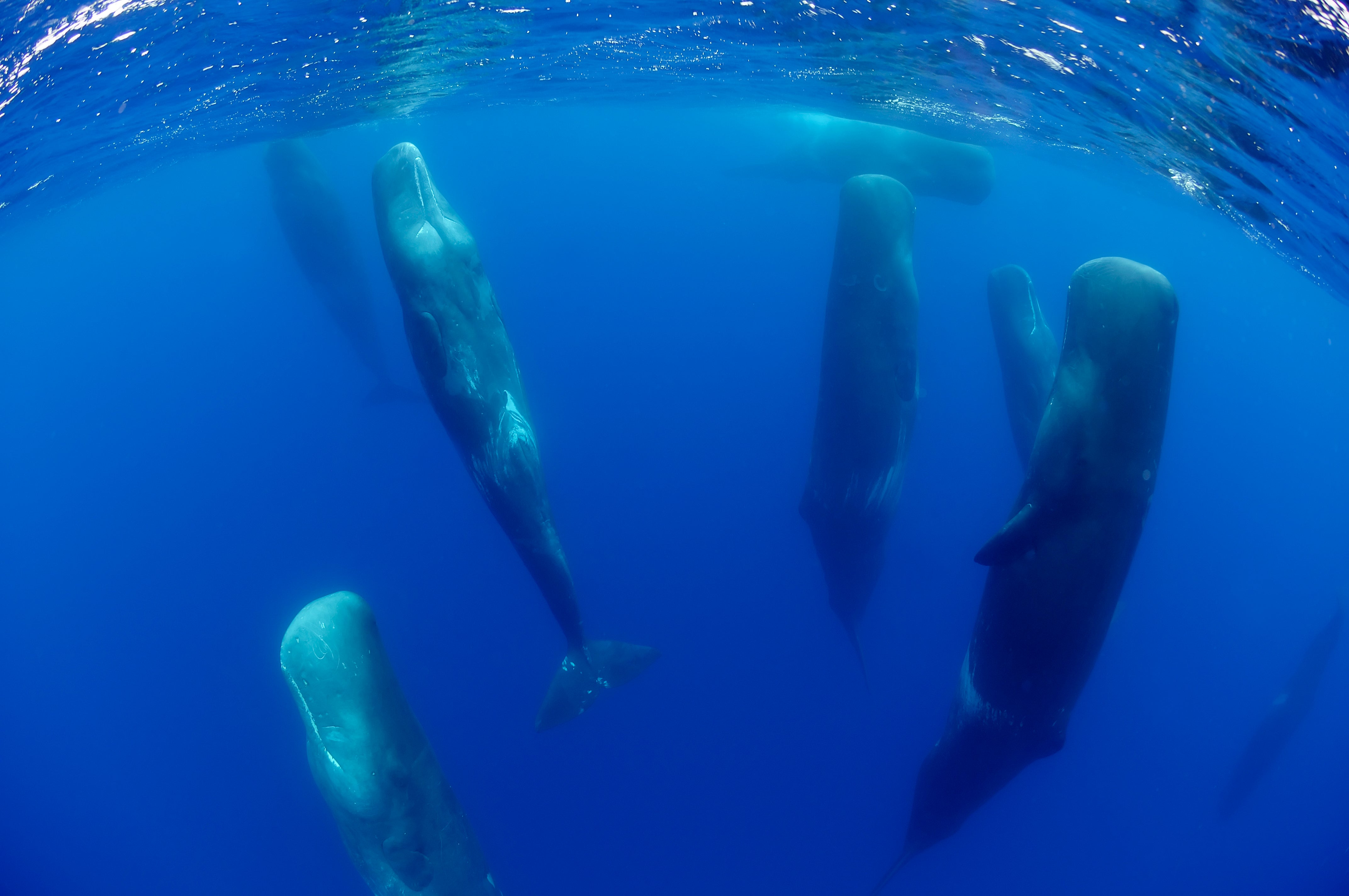 Social unit of male sperm whales