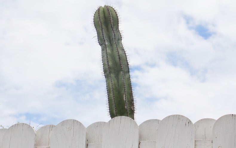 It's Time to Take the Penis off Its Pedestal - It's Time to Take the Penis off Its Pedestal