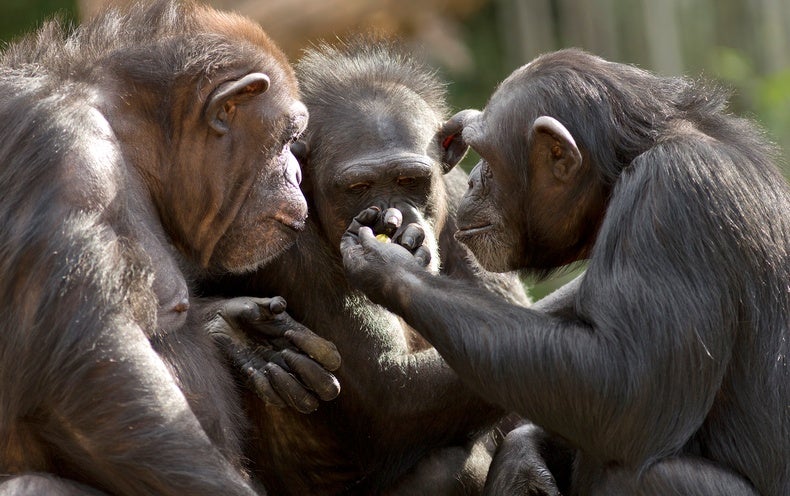 Chimpanzees Show Altruism while Gathering around the Juice Fountain - NewsOpener Chimpanzees Show Altruism while Gathering around the Juice Fountain