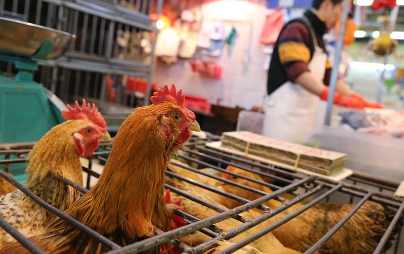 WHO Report into COVID Pandemic Origins Zeroes in on Animal Markets, Not Labs - NewsOpener WHO Report into COVID Pandemic Origins Zeroes in on Animal Markets, Not Labs