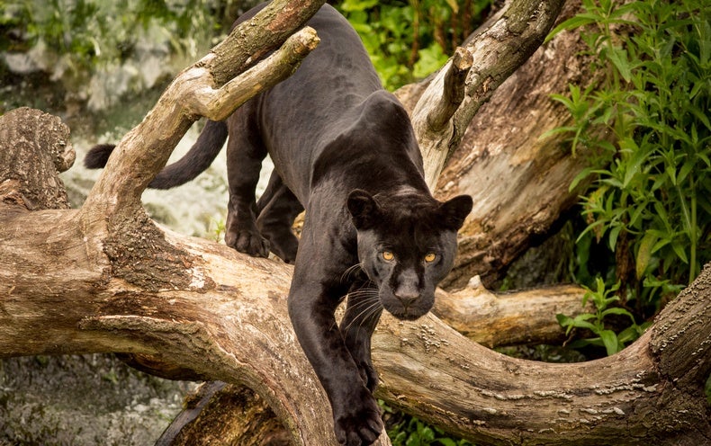 How Culturally Significant Mammals Tell the Story of Social Ascension for Black Americans - NewsOpener
