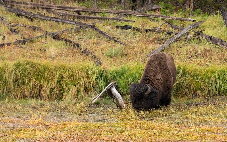National Park Nature Walks, Episode 6: Yellowstone Bison and Marsh Birds - National Park Nature Walks, Episode 6: Yellowstone Bison and Marsh Birds
