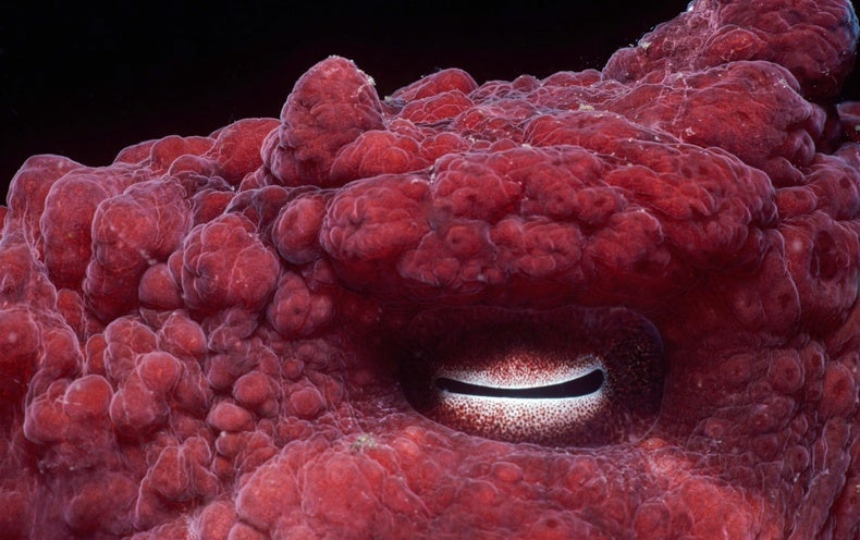 See the Most Bizarre and Beautiful Animal Eyes on Earth - NewsOpener See the Most Bizarre and Beautiful Animal Eyes on Earth