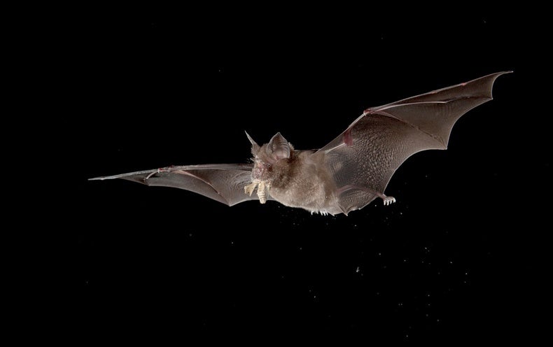 Finding Conclusive Animal Origins Of The Coronavirus Will Take Time