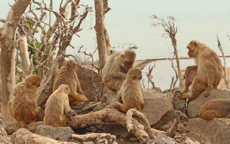 What Monkeys Can Teach Humans about Resilience after Disaster - NewsOpener What Monkeys Can Teach Humans about Resilience after Disaster