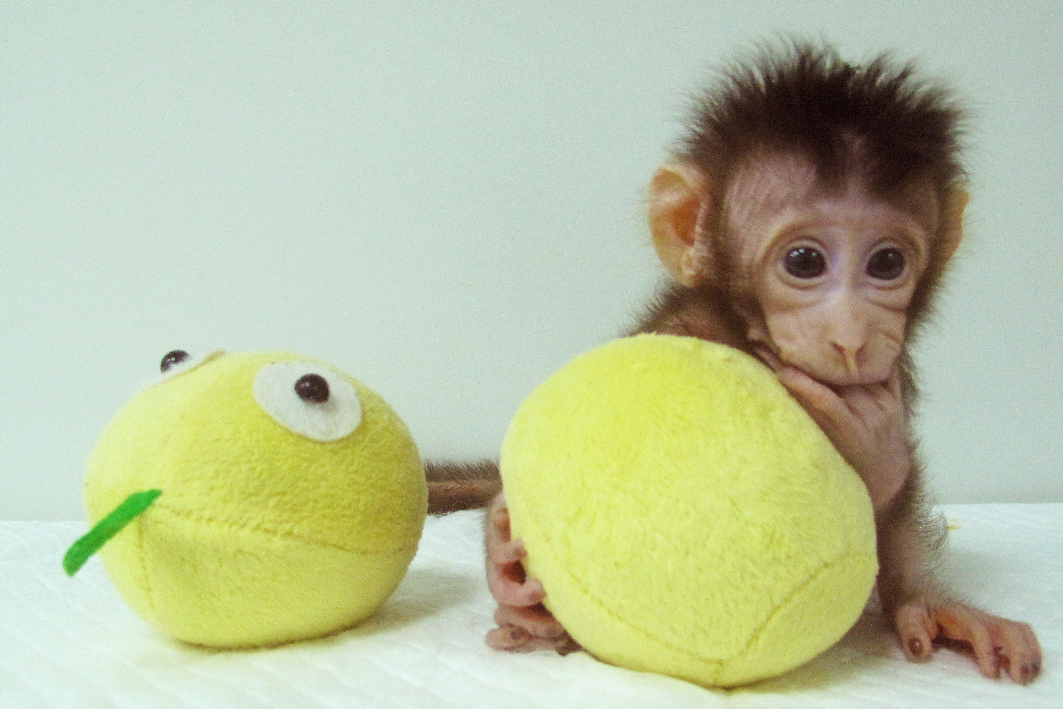 أول عملية استنساخ لقرد باستخدام تقنية النعجة دوللي للع لم