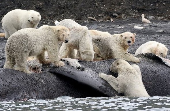 الدب القطبي يتغذى على الحيتان النافقة من أجل البقاء