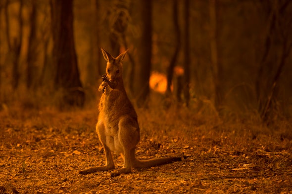 حرائق الغابات في أستراليا من المرجح أن تكون قد دمرت الحياة البرية