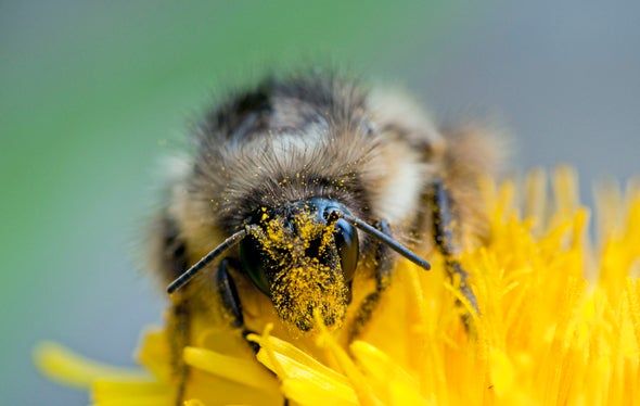 قانون جديد يمكن أن يساعد النحل، لكنه قد يترك الملقّحات الأخرى لقَدَرها
