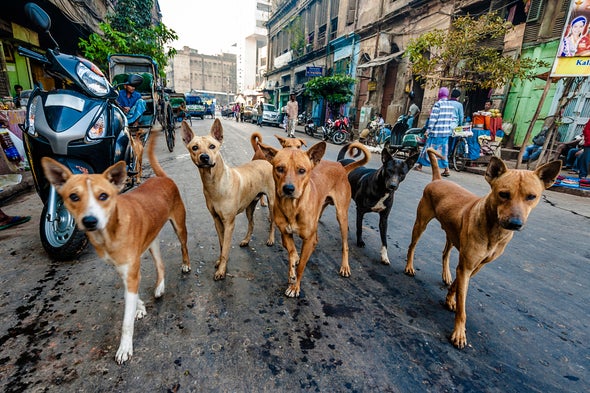 اكتشاف بكتيريا فائقة المقاومة للمضادات الحيوية لدى الكلاب المصرية