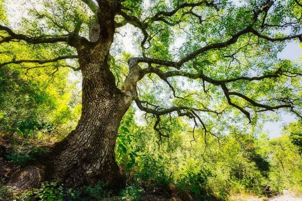 ما الذي نجهله عن نمو الأشجار في ظل التغيرات المناخية؟