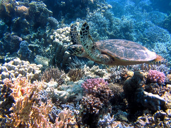 تغيُّرات المناخ تهدد استثمارات مصر في سياحة الشعاب المرجانية