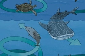 حيوانات بحرية ضخمة تسبح بأنماط دائرية متشابهة