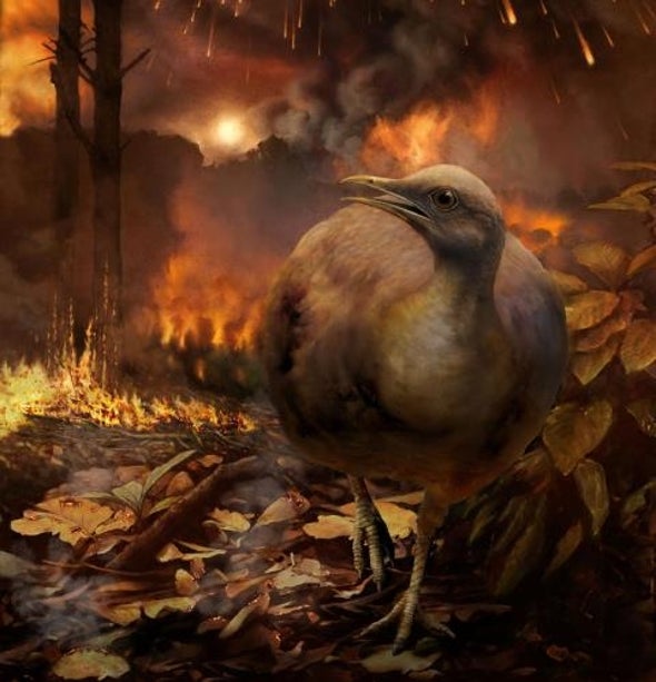 كيف نجت بعض الطيور من مصير الديناصورات قبل 66 مليون عام للع لم