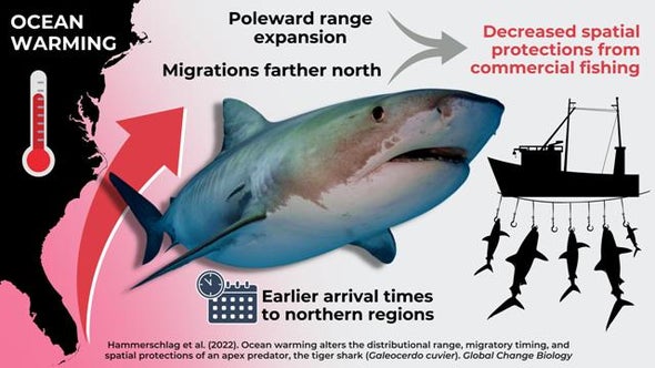 تغيُّر المناخ يدفع أسماك «قرش النمر» للهجرة نحو القطب الشمالي