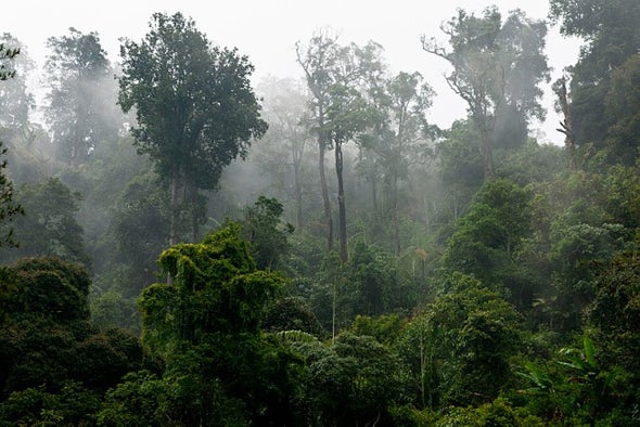 11 من الغابات الاستوائية المدم رة يمكنها التعافي للع لم