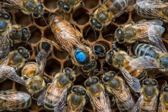 الغذاء وحجم الغدد التناسلية وراء تتويج "ملكات" النحل