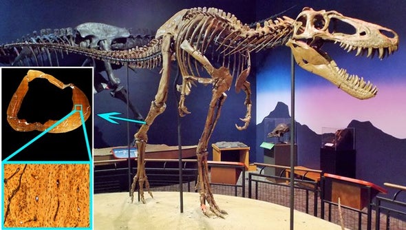 حفريات «جين» و«بيتي» تكشف مزيدًا من أسرار «التيرانوصورات»