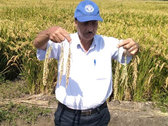 "للعلم" تحاور رئيس مشروع تطوير "الأرز السوبر العملاق" في مصر