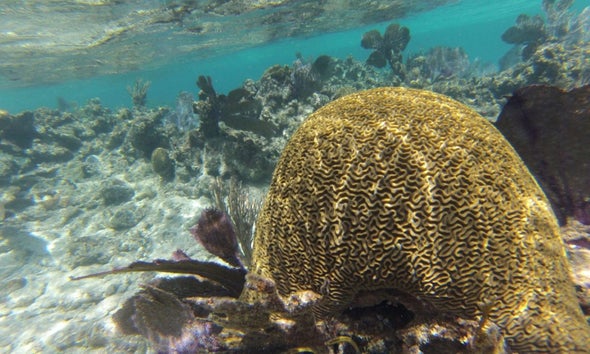 مستعمرات المرجان في البحر الكاريبي تعاني الاحترار منذ أكثر من قرن