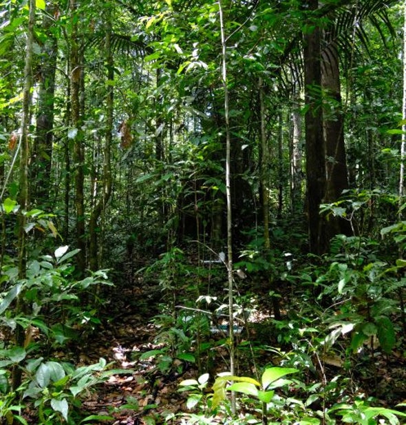 أزمةالمناختهددقدرةالغاباتالاستوائيةالمطيرةعلىمقاومةالجفاف