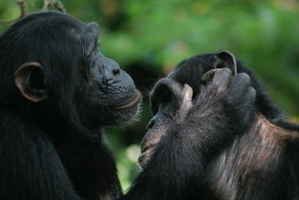 "البونوبو" و"الشمبانزي" يشتركان في الإيماءات الجسدية نفسها
