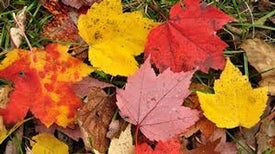 لماذا تُغير أوراق الأشجار ألوانها في فصل الخريف؟