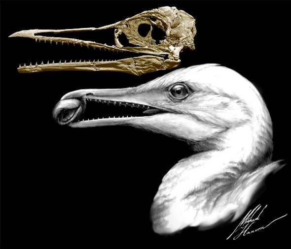 كائن يجمع بين صفات الديناصورات والطيور الحديثة يكشف مراحل تطورية أكثر تعقيدًا