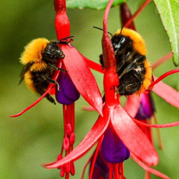 اختفاء 25% من أنواع النحل المعروفة من سجلات الرصد العالمية