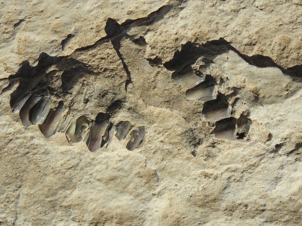 آثار لأقدام عمرها 120 ألف عام تعلن عن مستكشف السعودية الأول