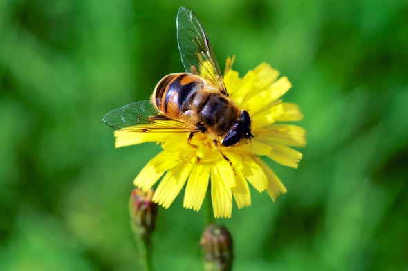 النحل يفضِّل الزهور التي توفر له النيكوتين
