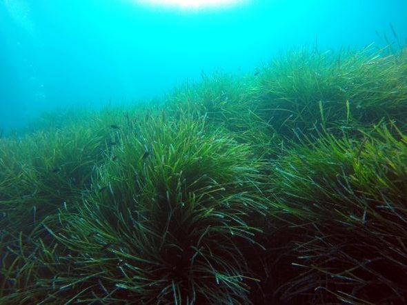 الأعشاب البحرية تواصل إطلاق غاز الميثان بعد عقود من موتها