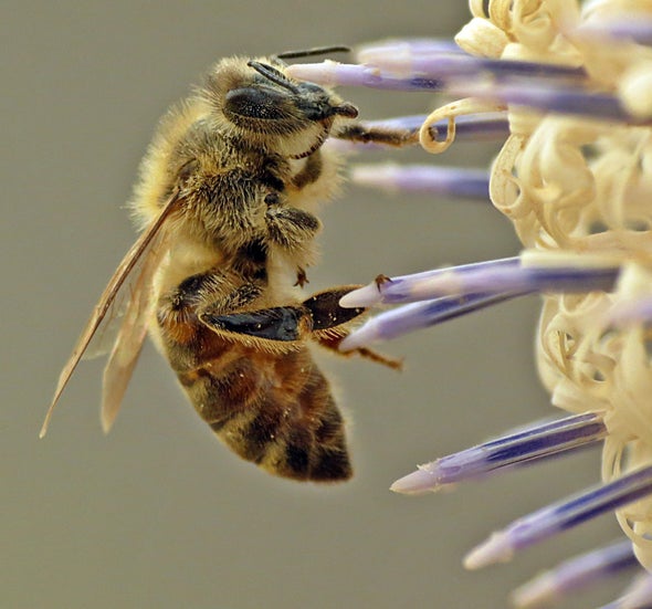 «الانهيار المفاجئ».. هل ينقرض نحل العسل في مصر؟