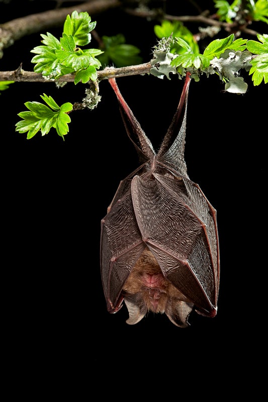 خفافيش مغاربية نادرة للغاية معرضة للانقراض