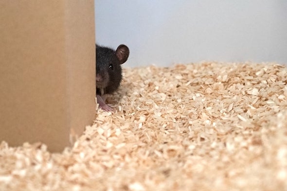 الفئران تستمتع بلعبة «الاستغماية»